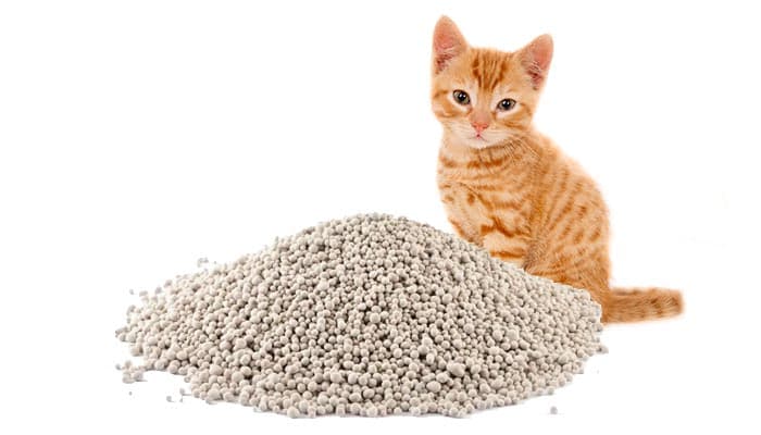 Cat Litter