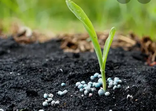 Fertilizers